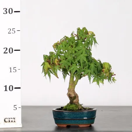 image supplémentaire - ACER PALMATUM SHOHIN 1-5