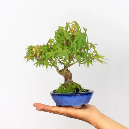 ACER PALMATUM SHOHIN 1-7