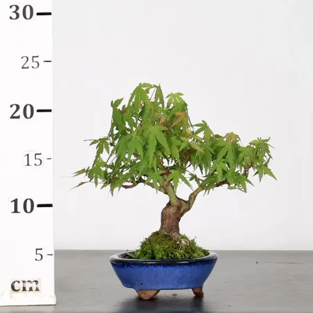 image supplémentaire - ACER PALMATUM SHOHIN 1-7