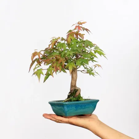ACER PALMATUM SHOHIN 1-11