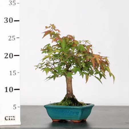 image supplémentaire - ACER PALMATUM SHOHIN 1-11