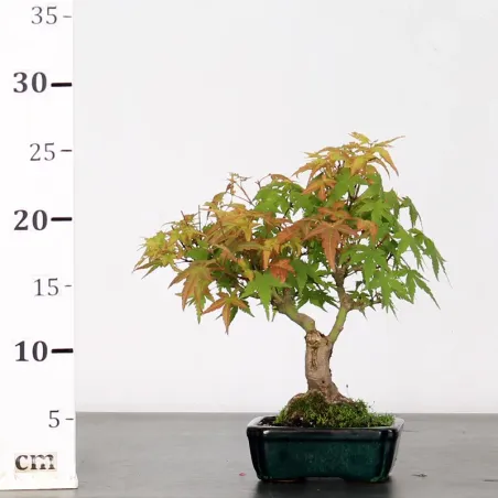 image supplémentaire - ACER PALMATUM SHOHIN 2-1