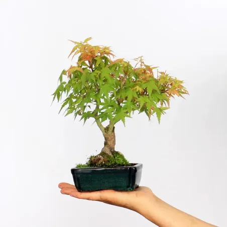 Maple Bonsai Palmatum Shohin APS-2-1