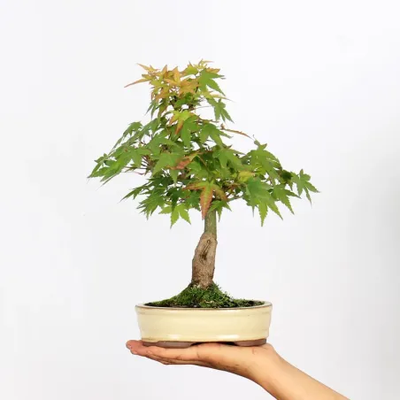 Palmatum Maple Bonsai APS-2-2