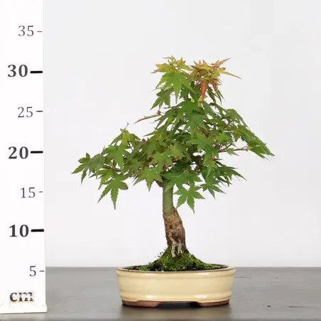 image supplémentaire - ACER PALMATUM SHOHIN 2-2