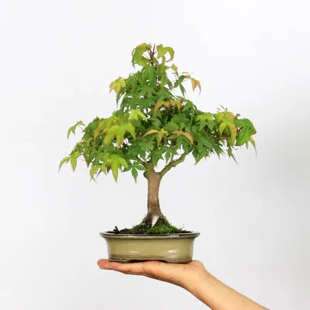 Palmatum Maple Bonsai APS-2-3