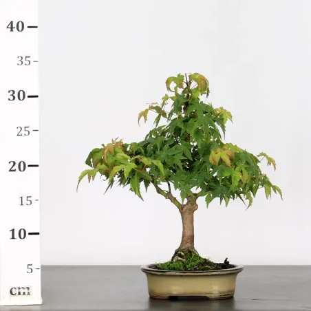 image supplémentaire - ACER PALMATUM SHOHIN 2-3