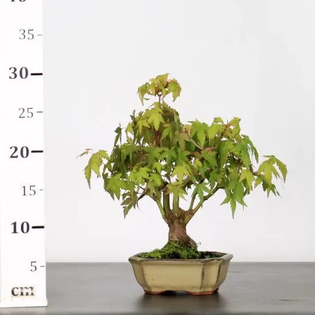 image supplémentaire - ACER PALMATUM SHOHIN 2-4
