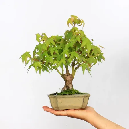 Palmatum Maple Bonsai APS-2-4