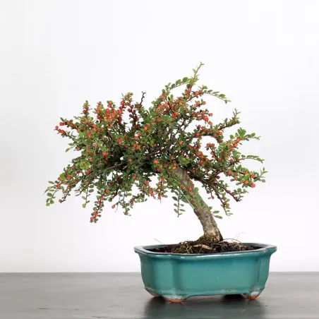 Bonsai Cotoneaster