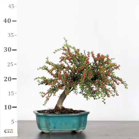image supplémentaire - COTONEASTER "HORIZONTALIS" 1-3