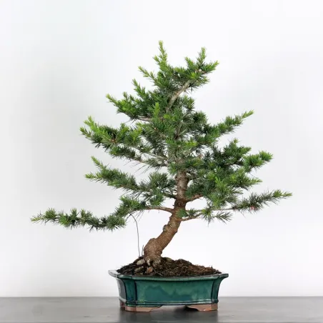 Bonsai Cèdre de l'Atlas