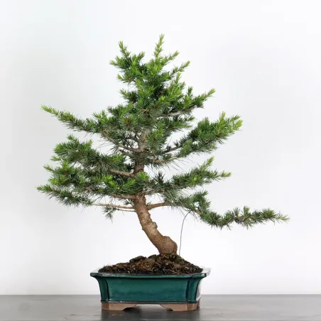image supplémentaire - Cèdre de l'Atlas "CEDRUS...