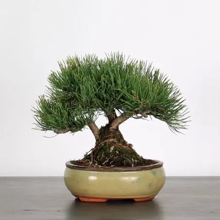 image supplémentaire - BONSAI PIN "PINUS MUGO" 1-2
