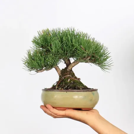 Pin mugo bonsai PM-1-2