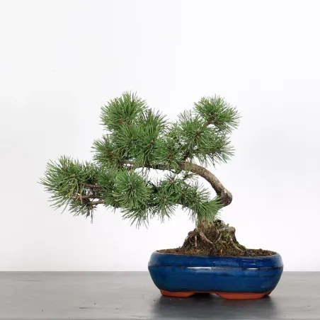Pin mugo bonsai PM-1-3