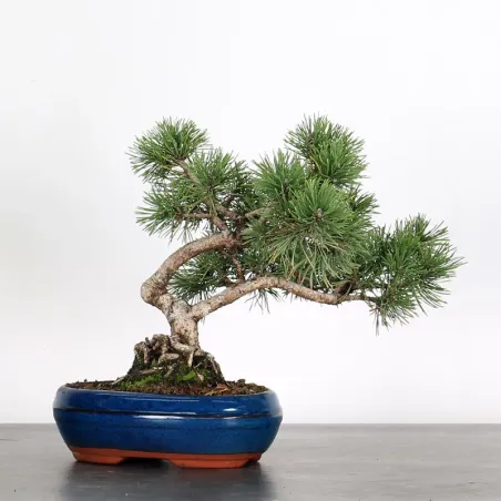 image supplémentaire - BONSAI PIN "PINUS MUGO" 1-3