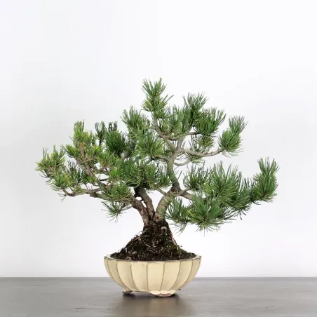 Pin mugo bonsai PM-1-7