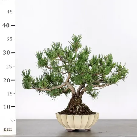 image supplémentaire - BONSAI PIN "PINUS MUGO" 1-7