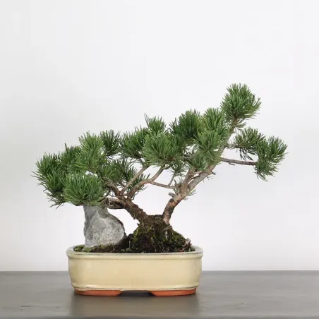 Pin mugo bonsai PM-1-13