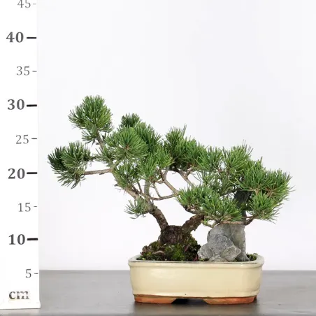 image supplémentaire - BONSAI PIN "PINUS MUGO" 1-13