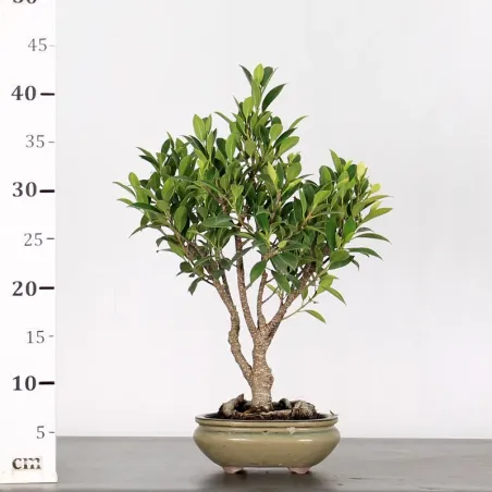 image supplémentaire - FICUS NITIDA 1-5