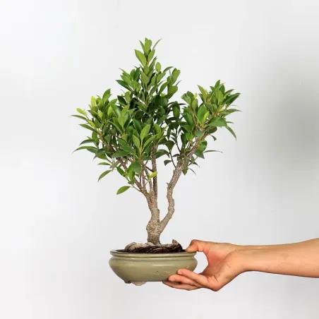 FICUS NITIDA 1-5