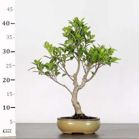 image supplémentaire - FICUS NITIDA 1-8