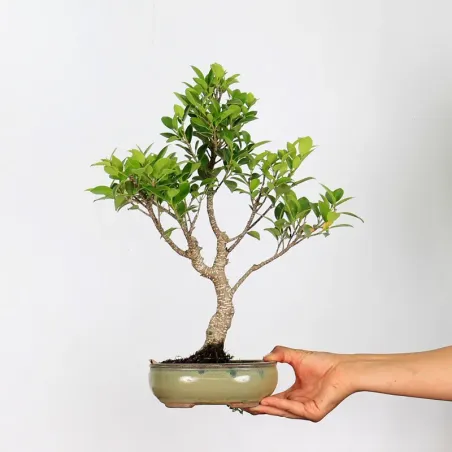 FICUS NITIDA 1-8
