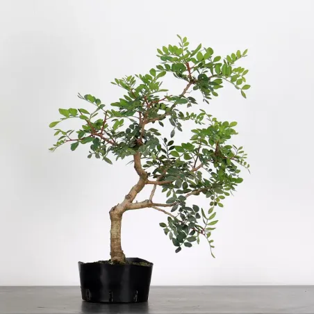 MASTIC TREE "PISTACIA LENTISCUS" 1-1
