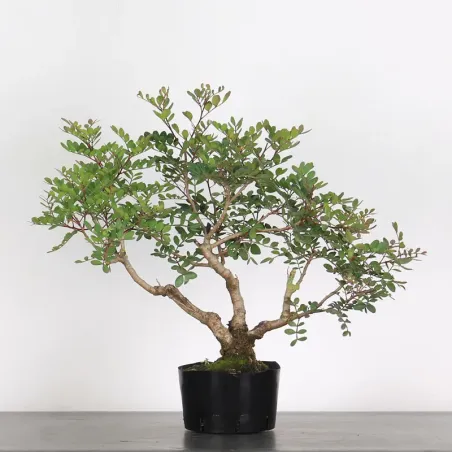 MASTIC TREE "PISTACIA LENTISCUS" 1-2