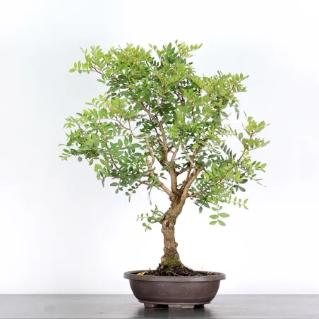 MASTIC TREE "PISTACIA LENTISCUS" 1-3