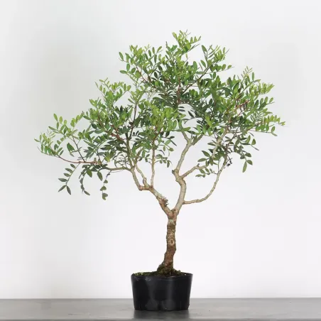 MASTIC TREE "PISTACIA LENTISCUS" 1-4