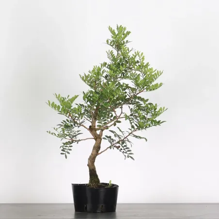 MASTIC TREE "PISTACIA LENTISCUS" 1-5