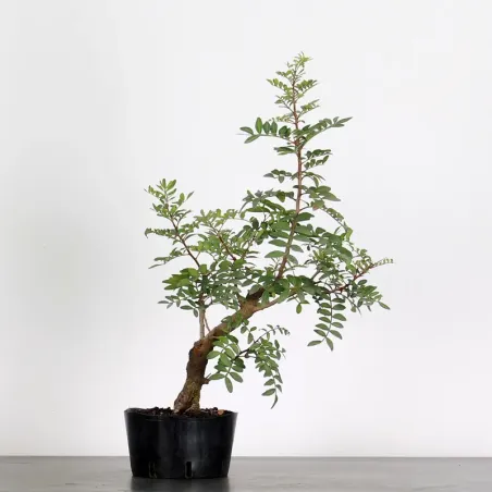 MASTIC TREE "PISTACIA LENTISCUS" 1-6