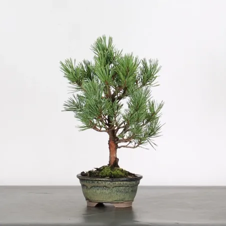 image supplémentaire - SCOTS PINE "PINUS...
