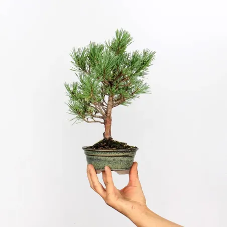SCOTS PINE "PINUS SYLVESTRIS WATERERI" 1-1