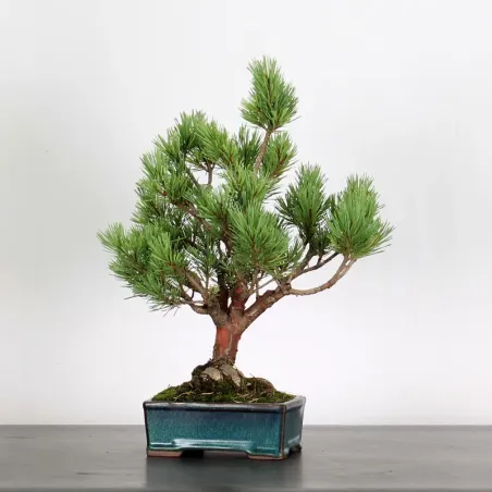SCOTS PINE "PINUS SYLVESTRIS WATERERI" 1-5