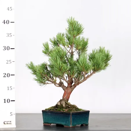 image supplémentaire - SCOTS PINE "PINUS...