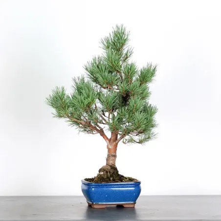 SCOTS PINE "PINUS SYLVESTRIS WATERERI" 1-6