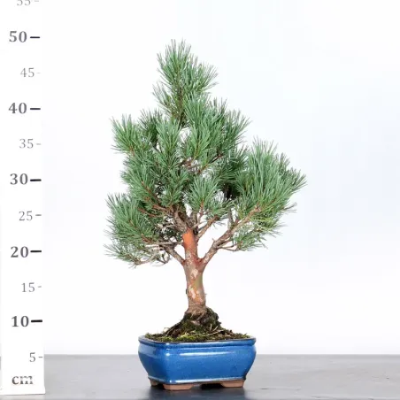 image supplémentaire - SCOTS PINE "PINUS...