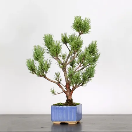 SCOTS PINE "PINUS SYLVESTRIS WATERERI" 1-7