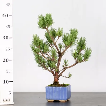 image supplémentaire - SCOTS PINE "PINUS...