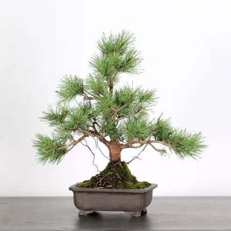 image supplémentaire - SCOTS PINE "PINUS...