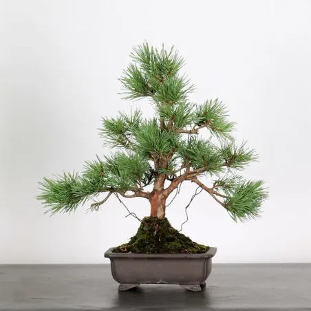 SCOTS PINE "PINUS SYLVESTRIS WATERERI" 1-8