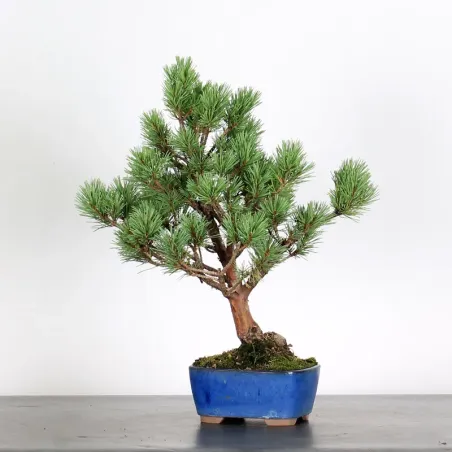 image supplémentaire - SCOTS PINE "PINUS...