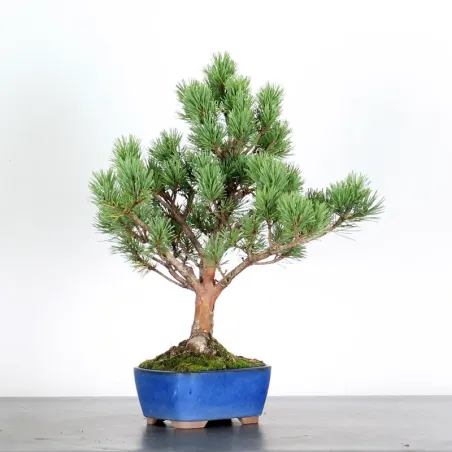 SCOTS PINE "PINUS SYLVESTRIS WATERERI" 1-9