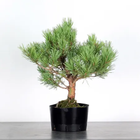 image supplémentaire - SCOTS PINE "PINUS...