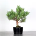 SCOTS PINE "PINUS SYLVESTRIS WATERERI" 1-10