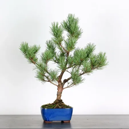 PIN SYLVESTRE " PINUS SYLVESTRIS WATERERI" 1-11